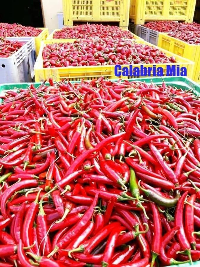 B&B Calabria Mare Falerna Dış mekan fotoğraf
